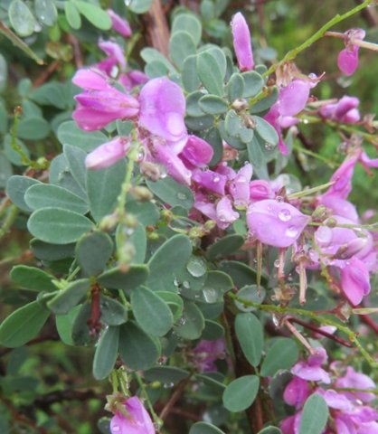 Indigofera denudata leaves